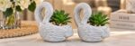 Decorative Planters